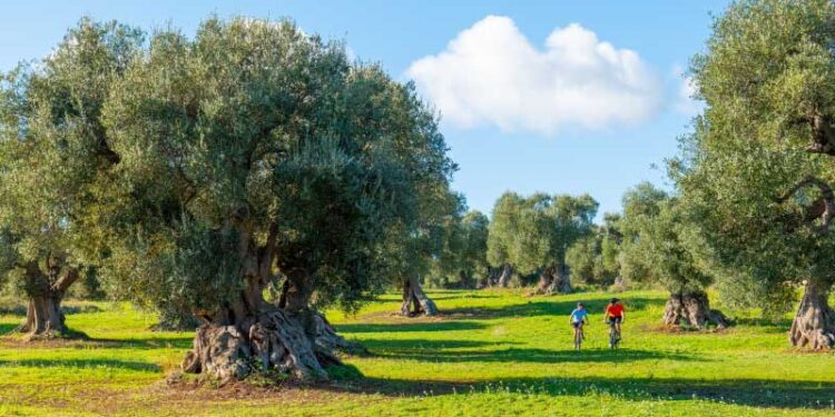 Ostuni Parco Naturale Regionale Dune Costiere2 Ph Bigup Eventi (1)