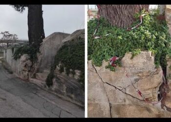 Albero Pericolante In Strada Canestrelle, 30 Famiglie Scrivono Al Comune: “almeno Potatelo” – Video