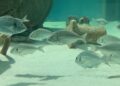 Egnazia Acquario 2