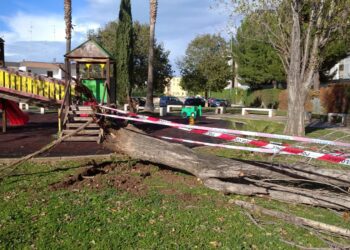Albero Caduto 2