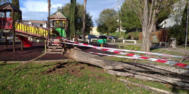 Albero Caduto 2