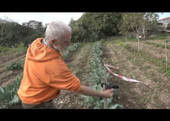 Bari, Costa Sud Cancella Orto Gentile. L’allarme: “operazione Di Green Washing” – Video