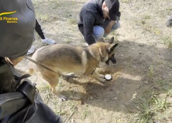 Cane Antidroga