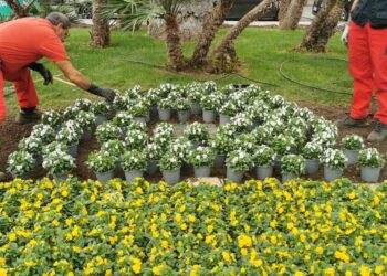 Fiori Corso Cavour4