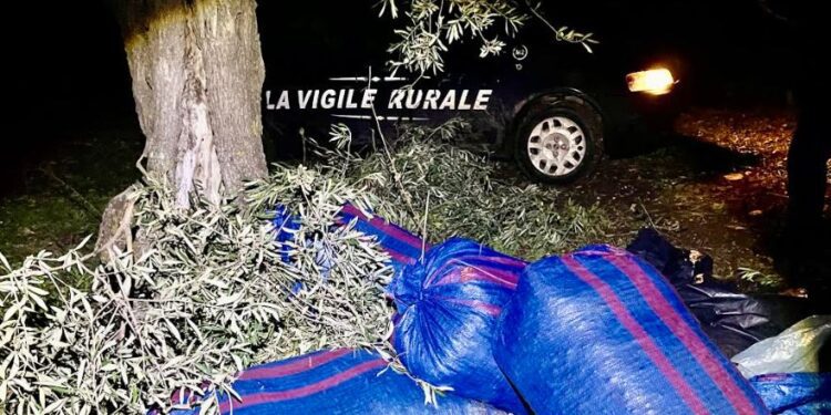 Furto Olive 1