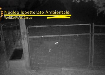 Lupo Fototrappola
