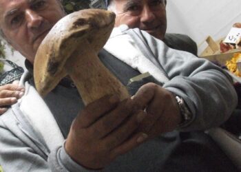 Sagra Funghi Ok