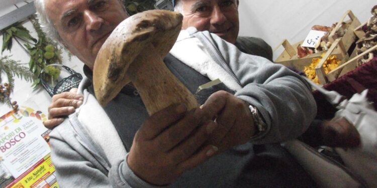 Sagra Funghi Ok