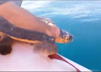 Torre A Mare, Liberate Due Tartarughe Caretta: ‘spieghiamo Ai Ragazzi Come Rispettare Queste Creature’ – Video