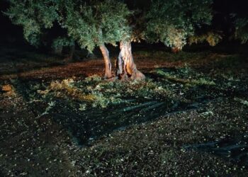 Colti Con Le Mani Nel Sacco Di Olive A Terlizzi Guardie Campestri Sventano Furto3