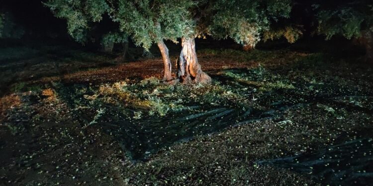 Colti Con Le Mani Nel Sacco Di Olive A Terlizzi Guardie Campestri Sventano Furto3