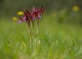 Fulgenzio De Maglie Puglia Anacamptis Papilionacea