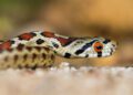 Giovanni Pace Puglia Colubro Leopardino Barsento Noci Ale