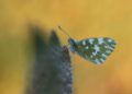 Pamela Loverre Puglia Pontia Edusa Pnamurgia Ios