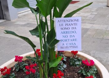 Cartello Piante