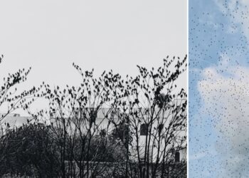 Photo Output