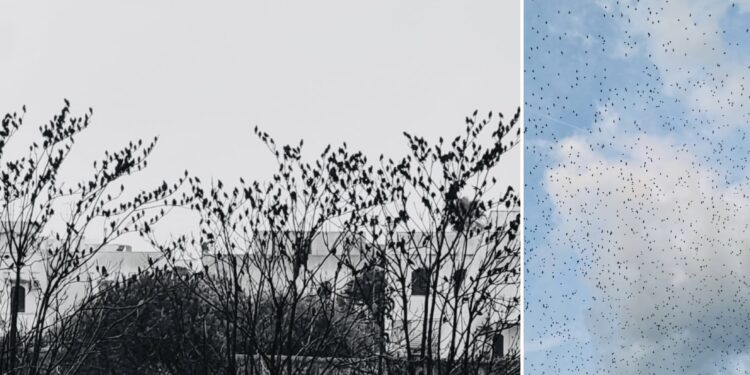 Photo Output