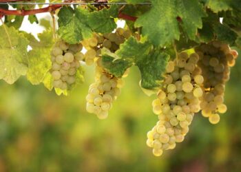Uva Baresana