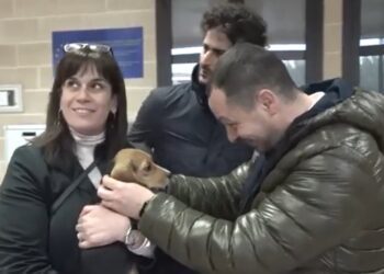 Cani Valenzano