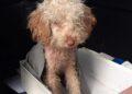 Lagotto Cane