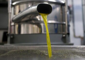 Olio Ansa