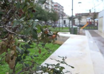 Parco Mimmo Bucci E Lascito Garofalo, Al Via La Riqualificazione Dei Chioschi
