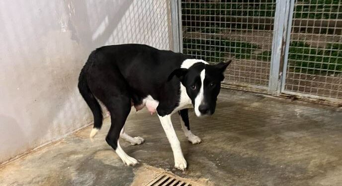 Cane Accalappiato