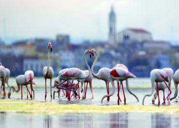 Fenicotteri Rosa Lesina Lago