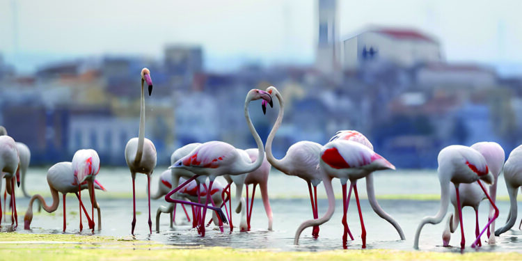 Fenicotteri Rosa Lesina Lago