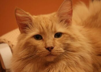 Gatto