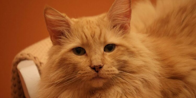 Gatto