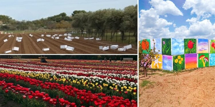 Tulipark
