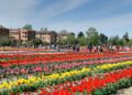 Tulipark Bologna