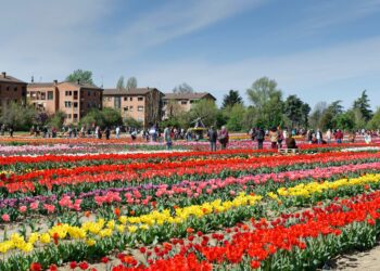 Tulipark Bologna