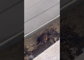 Bari, Un Topo A Spasso Nel Quartiere Madonnella: Il Video Tra Gli Scarti Di Cibo In Via Cattaro