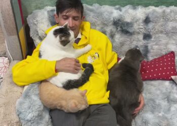 Brindisi, 60 Gatti Pronti Per L’adozione E La Pet Therapy: Nasce “il Regno Di Zio Ray” – Video