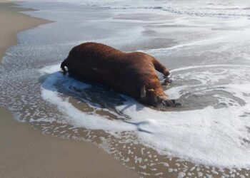 Bufalo