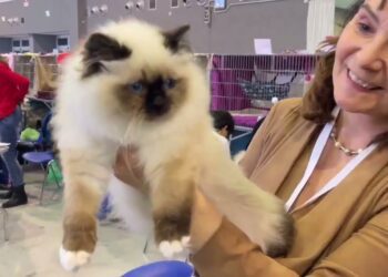I Gatti Più Belli Alla Fiera Del Levante, A Bari Il Mediterranean Winner Show – Video