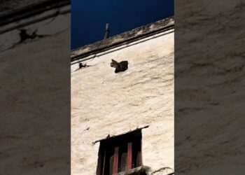 Triggiano, Cucciolata Di Gattini Incastrata In Una Casa Abbandonata: La Mobilitazione Dei Volontari – Video