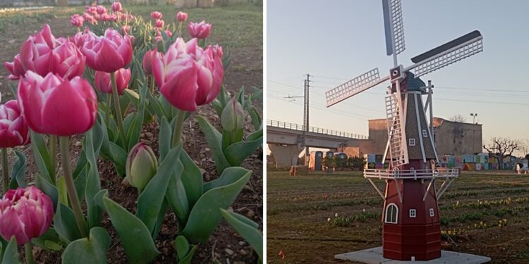 Tulipani 2