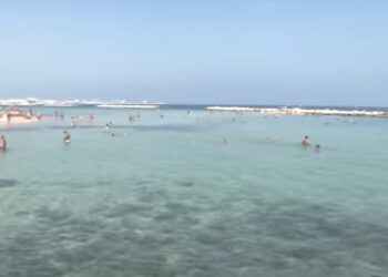mare