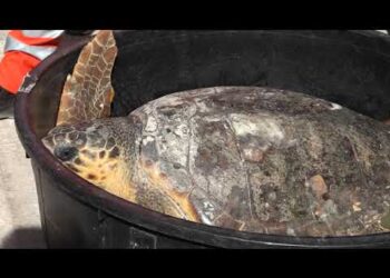 Bari, A Pane E Pomodoro Liberate Due Tartarughe Caretta Caretta: La Gioia Di 300 Alunni – Video