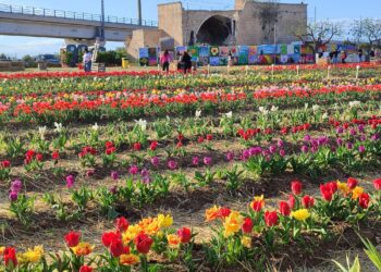 Tulipark