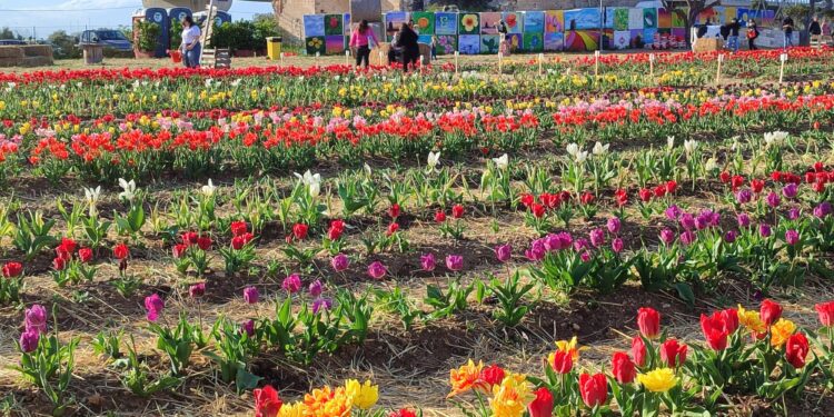 Tulipark