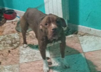 Casilino Pitbul 2 Doppio Logo