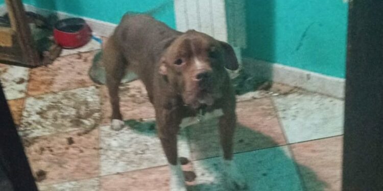 Casilino Pitbul 2 Doppio Logo