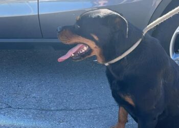 Rotweiller