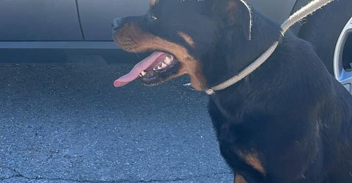 Rotweiller
