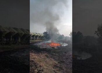 Sos incendi, “più di tre roghi al giorno nelle campagne di Adelfia”: l’allarme dei cittadini – VIDEO E FOTO