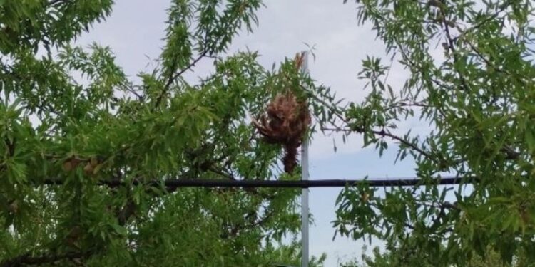 Gallina Sgozzata